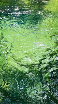 the water is very green and it looks like they are floating in the river or lake