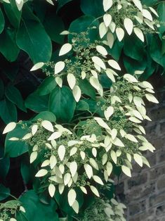 green leaves on a tree near a brick wall