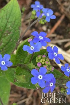 small blue flowers with green leaves in the background