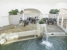 there are many elephants that are standing in the water at the zoo and people are watching them