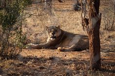 a large lion laying in the middle of a forest