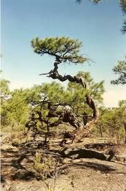 an old pine tree in the middle of a desert area with no leaves on it