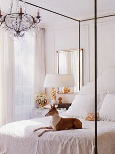 a dog laying on top of a white bed in a bedroom next to a chandelier