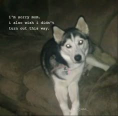 a black and white husky dog sitting on top of a couch next to a pillow