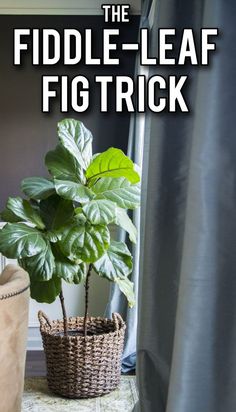 the fiddle - leaf fig trick is an easy way to keep your house clean and fresh