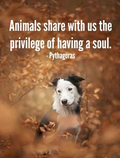 a black and white dog in the woods with a quote about animals share with us the prir