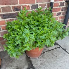 a potted plant with green leaves sitting in front of a brick wall on the sidewalk