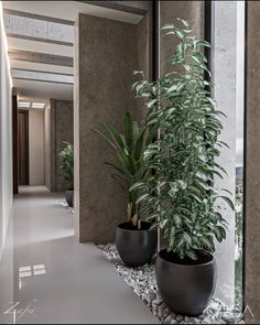 two potted plants sitting next to each other in front of a large window on the side of a building