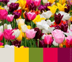 many different colored tulips in a field