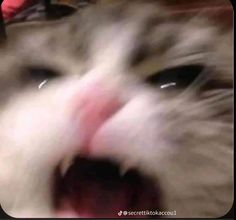 a close up of a cat's face with its mouth open and tongue out