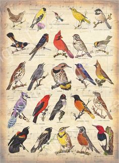 the birds are all different colors and sizes on this page, but they're very colorful