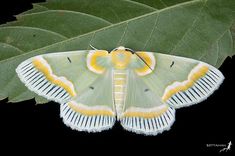 a large white and yellow moth sitting on top of a green leaf with black background