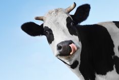 a black and white cow sticking its tongue out to the side with sky in background