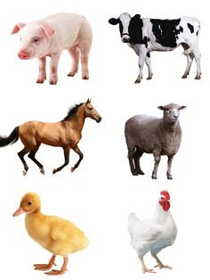 six different types of farm animals on a white background with one horse, two chickens and three pigs