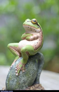 a small frog sitting on top of a rock