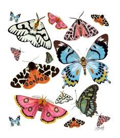 a group of colorful butterflies flying in the air with their wings spread out and facing different directions