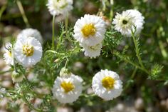 white and yellow flowers are growing in the grass