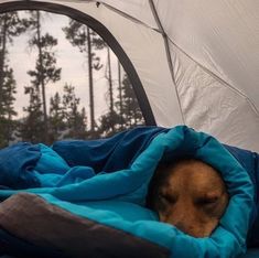 a dog is sleeping in a tent with its head out