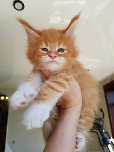 an orange kitten is being held up by someone