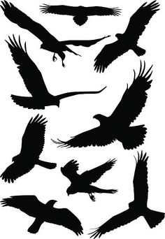 silhouettes of birds flying in the sky stock photo, a picture of a silhouettes of