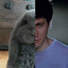 a man standing next to a gray bunny in front of a dresser and another photo of him