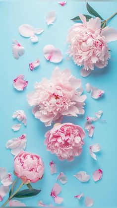 pink flowers and petals on a blue background