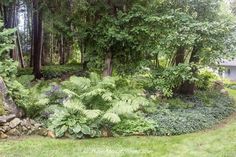 a lush green forest filled with lots of trees and plants next to a stone wall