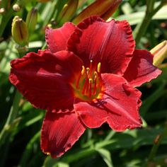 a red flower with yellow stamen in the middle