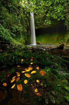 a small waterfall in the middle of a forest with lots of leaves on the ground