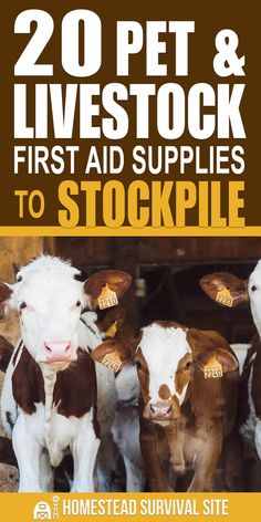 two cows standing next to each other with the words 20 pet and livestock first aid supplies to stockpile