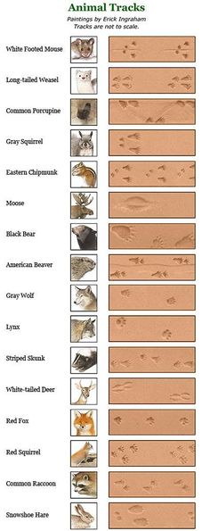 an animal tracks chart with different types of birds and their names in each one column