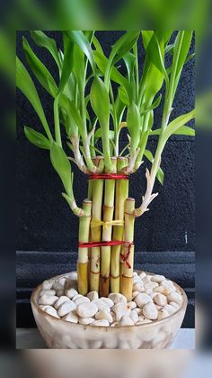 there is a plant made out of bamboo sticks in a bowl with rocks around it