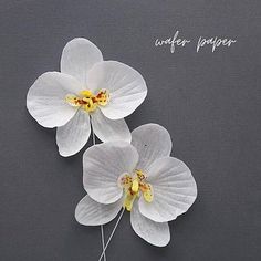 two white orchids with yellow centers on a gray background and the words water paper above them