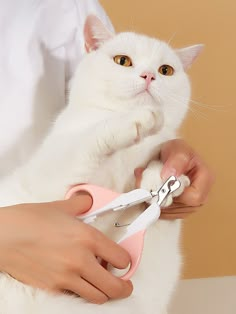 a white cat is being held by a person with scissors in their hands while the woman holds it up