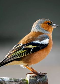 a small bird sitting on top of a piece of wood