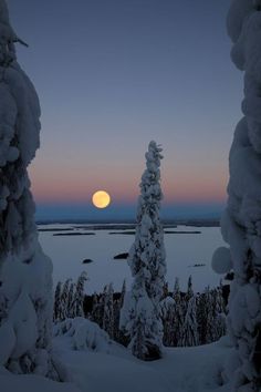 Still Of The Night, Dream Images, Falling Snow, Gorgeous Scenery, Winter's Tale, Snowy Forest, Moon Pictures, Snowy Winter, Moon Rise