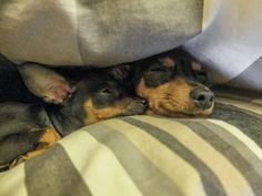 two dogs are sleeping on a couch under the covers and pillows, with their heads resting on each other's backs