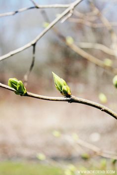 two green buds on a tree branch in the spring