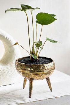 a small potted plant sitting on top of a table next to a white vase