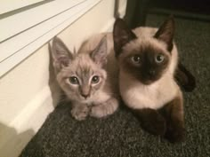 two cats sitting next to each other on the floor