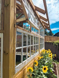 the sunflowers are blooming in front of the wooden structure and windows on the side of the house