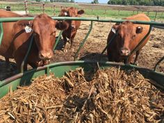 three brown cows standing next to each other on top of a pile of hay in a pen