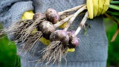 a person wearing gloves and holding bunches of garlic