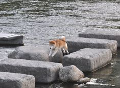 a dog jumping over rocks into the water