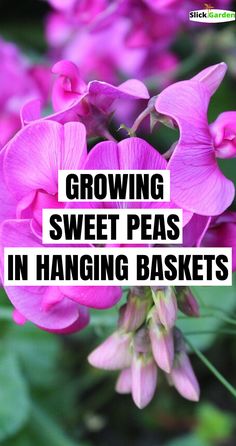 pink flowers with the words growing sweet peas in hanging baskets