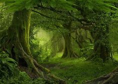 a lush green forest filled with lots of trees and ferns covered in mossy growth