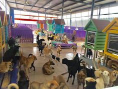 a group of dogs that are standing in the middle of a room with people looking at them