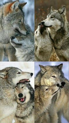 four wolfs with their mouths open in different pictures