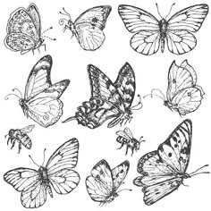 the butterflies are drawn in black and white, each with different markings on their wings