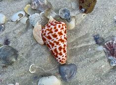 a sea shell is laying on the sand